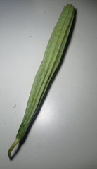 Luffa / Gourd — Wade Greens, Lineville Alabama