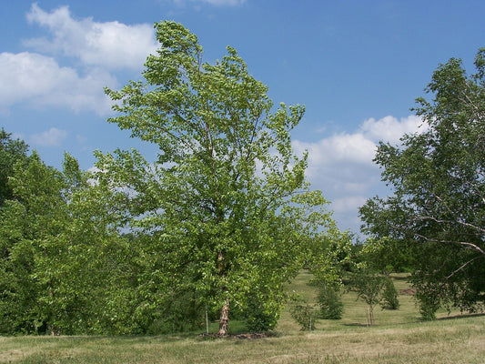 River Birch Sapling - Wade Greens, Lineville Alabama