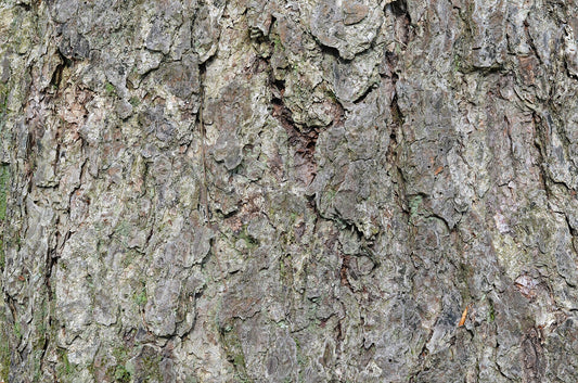 River Birch Sapling - Wade Greens, Lineville Alabama