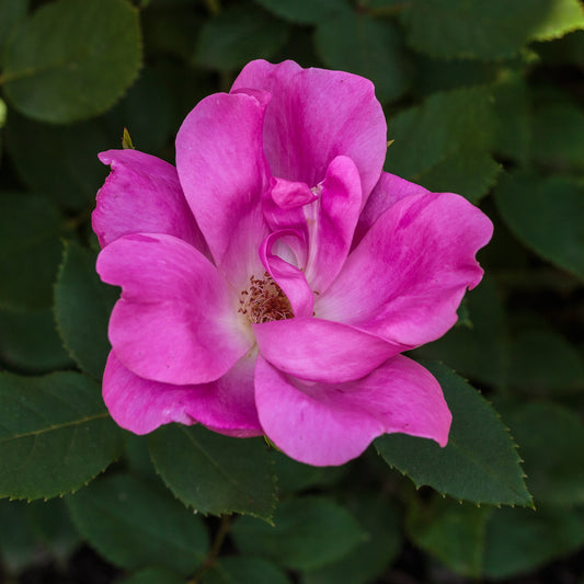 Knock Out Rose Bare-Root Plant - Wade Greens, Lineville Alabama