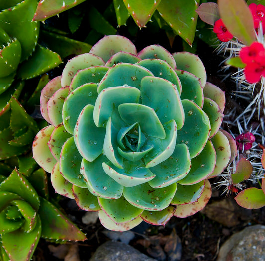 Echeveria - Wade Greens, Lineville Alabama