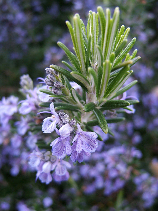 Rosemary - Wade Greens, Lineville Alabama