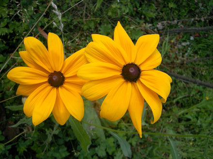 Native Plants of the Southeast
