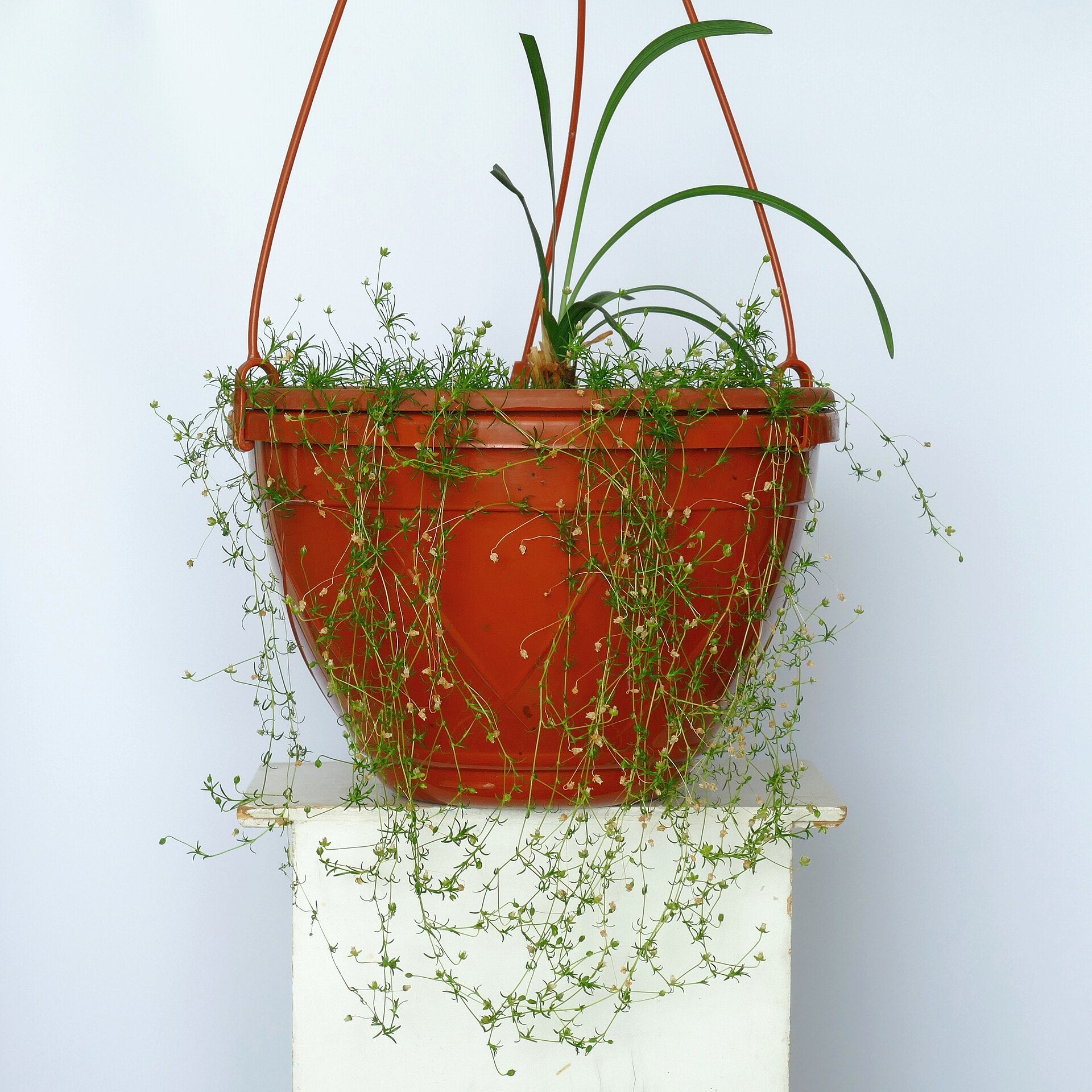 Liriope Bare-Root Bundle - Wade Greens, Lineville Alabama
