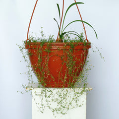 Liriope Bare-Root Bundle - Wade Greens, Lineville Alabama