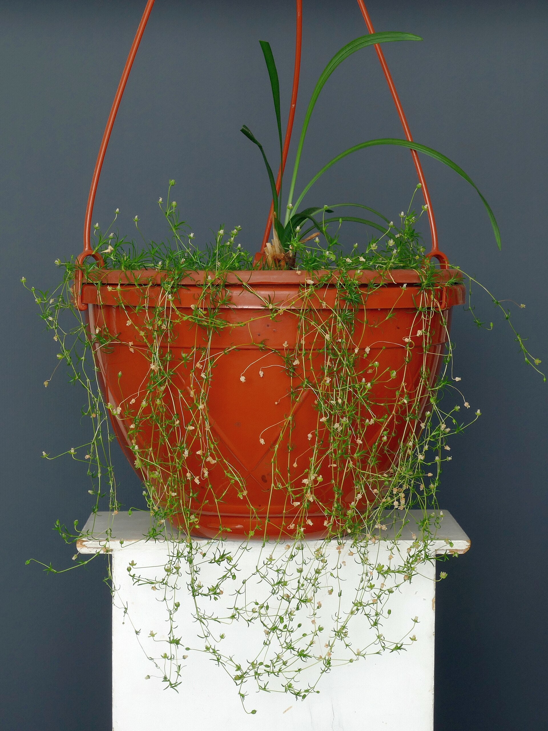 Liriope Bare-Root Bundle - Wade Greens, Lineville Alabama
