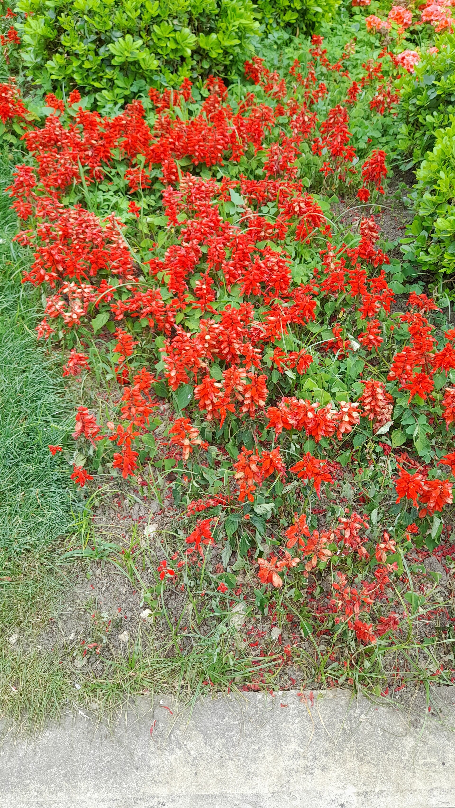 Salvia - Wade Greens, Lineville Alabama