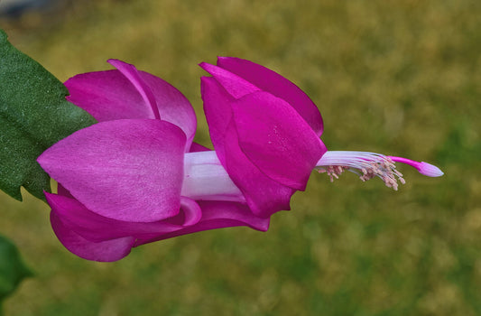 Christmas Cactus - Wade Greens, Lineville Alabama