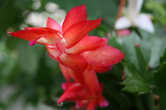 Christmas Cactus - Wade Greens, Lineville Alabama