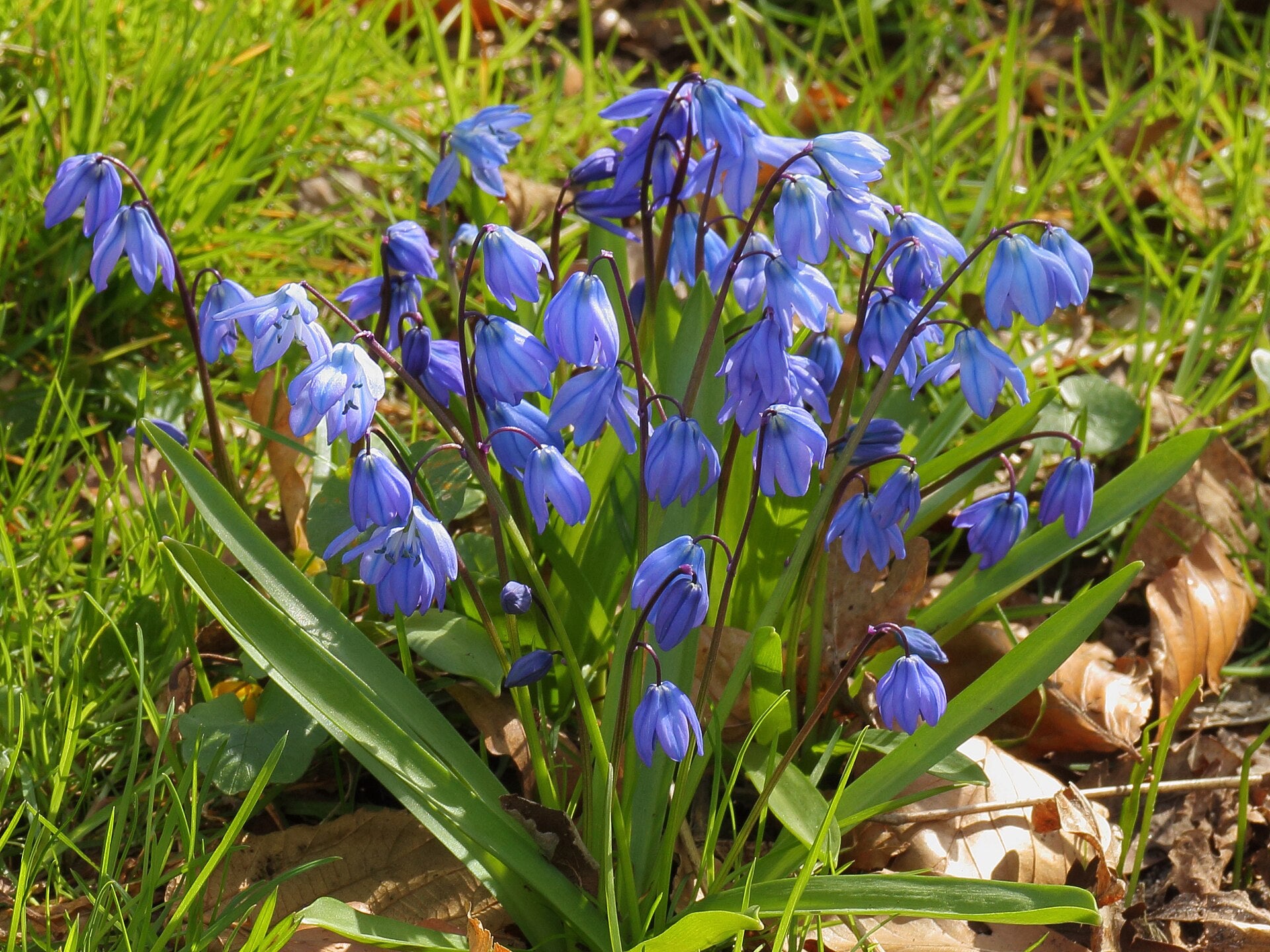 Scilla Bulbs — Wade Greens, Lineville Alabama