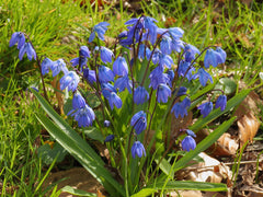 Scilla Bulbs — Wade Greens, Lineville Alabama
