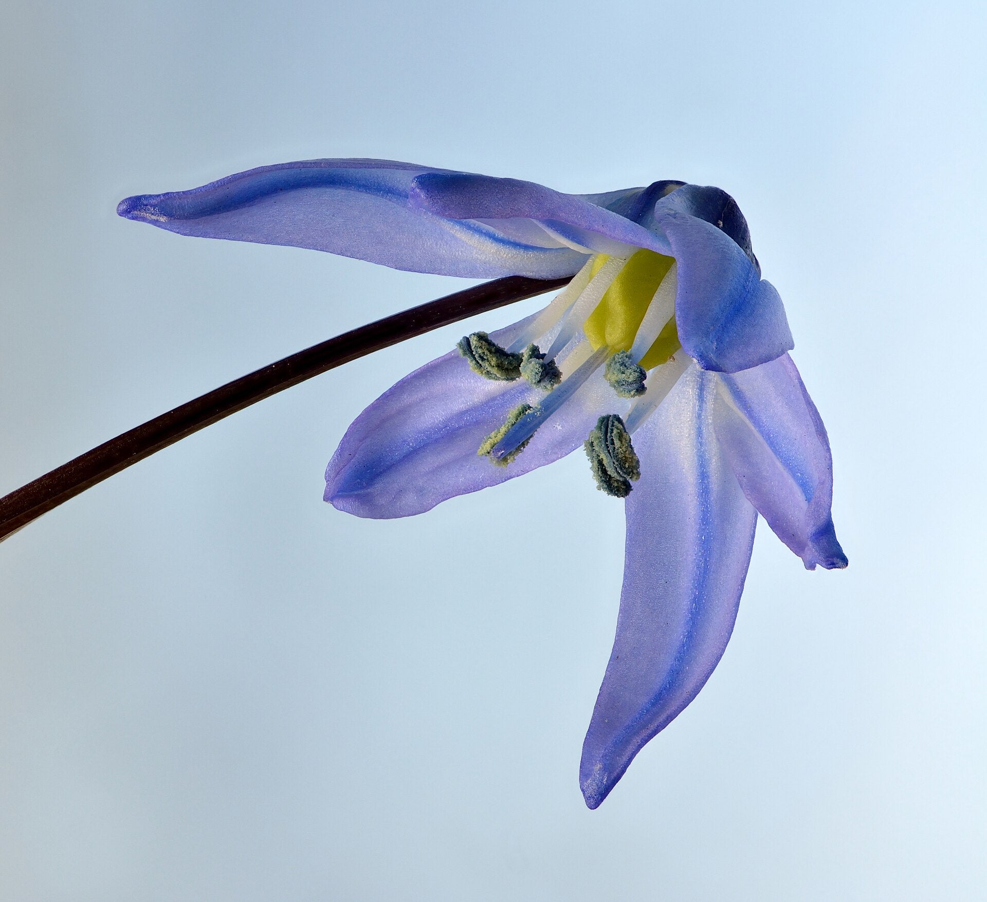 Scilla Bulbs — Wade Greens, Lineville Alabama