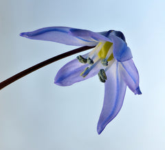 Scilla Bulbs — Wade Greens, Lineville Alabama
