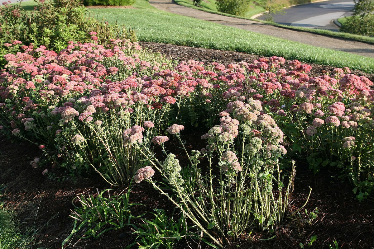 Drought Tolerant Plants