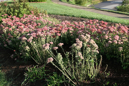 Sedum (Stonecrop) - Wade Greens, Lineville Alabama
