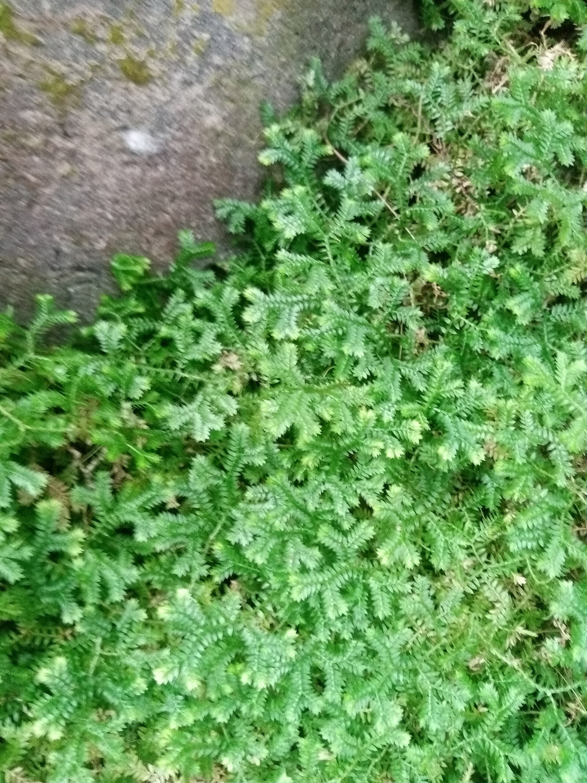 Frosty Fern (Selaginella kraussiana) - from Wade Greens, Alabama