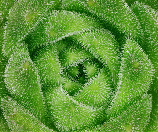 Hens & Chicks - Wade Greens, Lineville Alabama