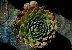 Hens & Chicks - Wade Greens, Lineville Alabama