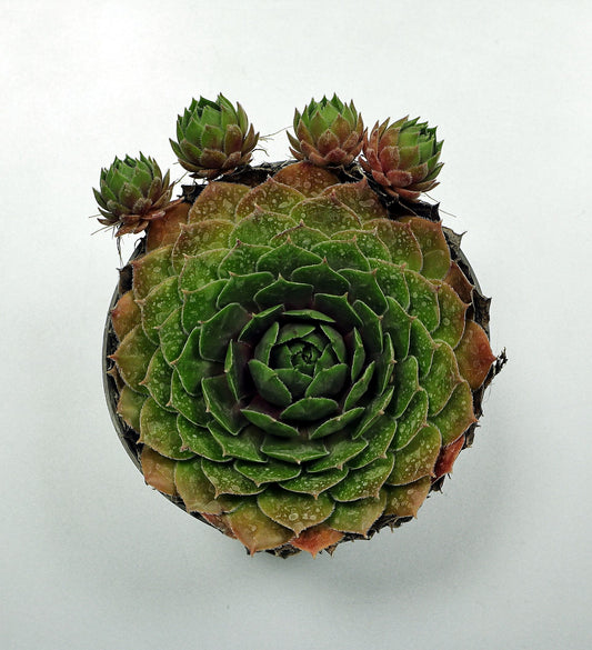 Hens & Chicks - Wade Greens, Lineville Alabama