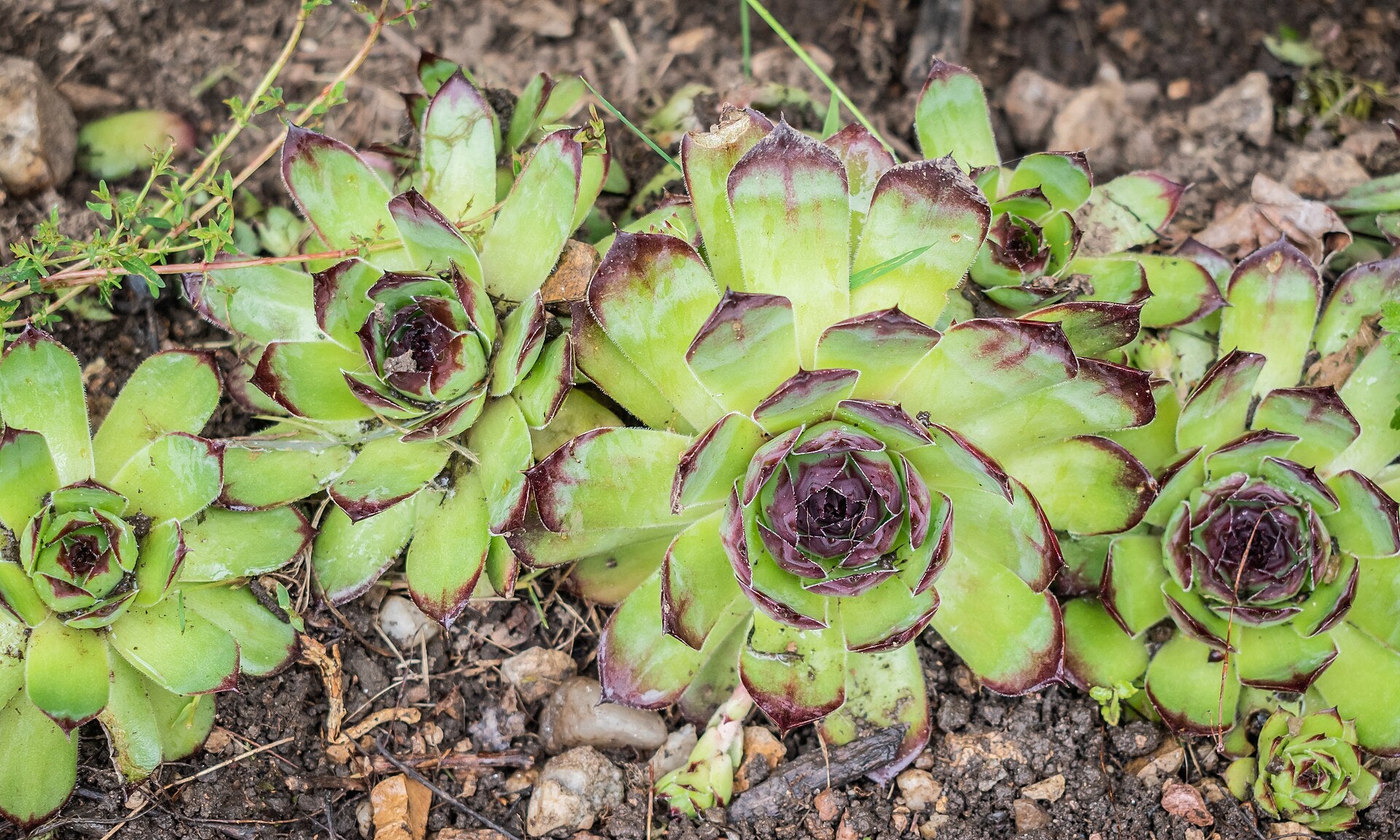 Hens & Chicks - Wade Greens, Lineville Alabama
