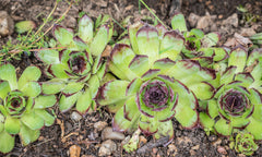 Hens & Chicks - Wade Greens, Lineville Alabama