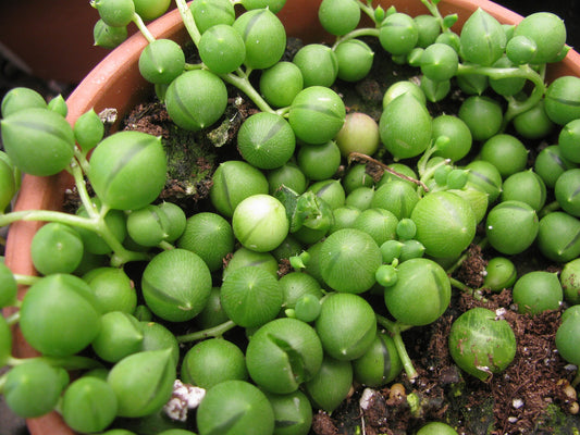 String of Pearls - Wade Greens, Lineville Alabama
