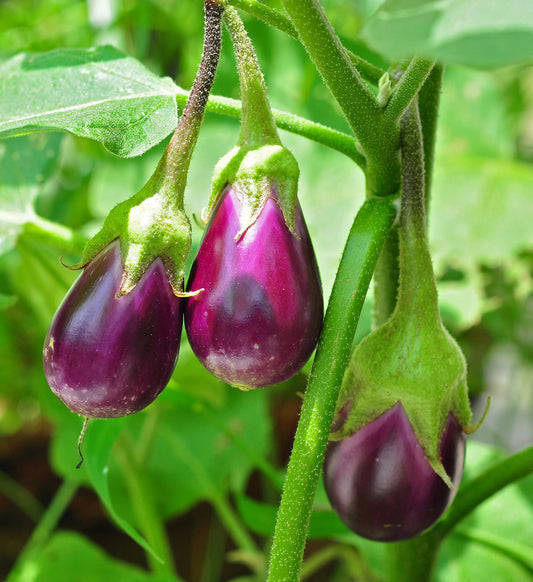 Eggplants - Wade Greens, Lineville Alabama