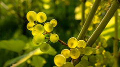 Table Grape — Wade Greens, Lineville Alabama
