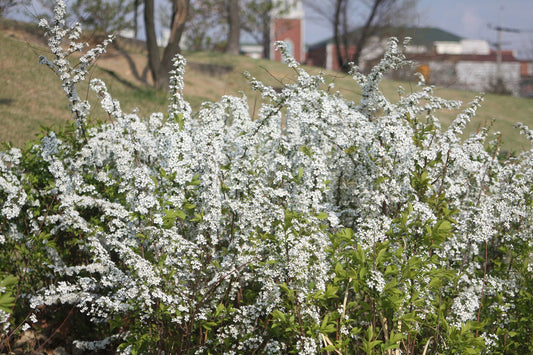 Bridal Wreath Spirea Bare-Root Shrub (Spiraea prunifolia) - live plant from Wade Greens