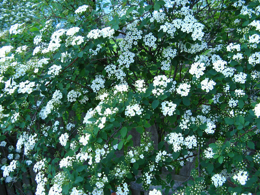 Bridal Wreath Spirea Bare-Root Shrub - Wade Greens, Lineville Alabama
