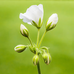 Geranium — Wade Greens, Lineville Alabama