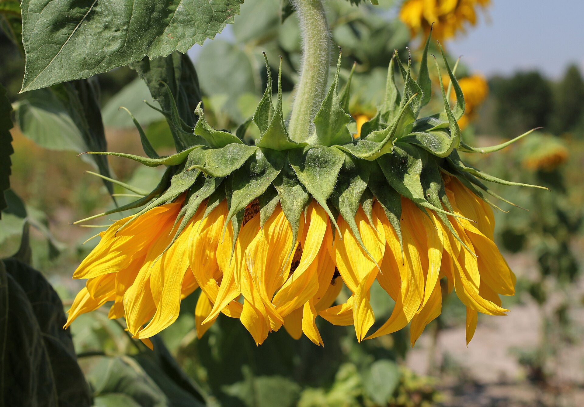 Sunflowers - Wade Greens, Lineville Alabama