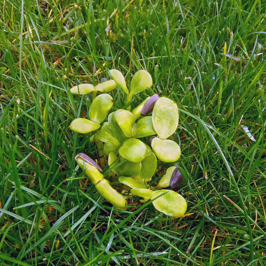 Sunflower Microgreens - Wade Greens, Lineville Alabama
