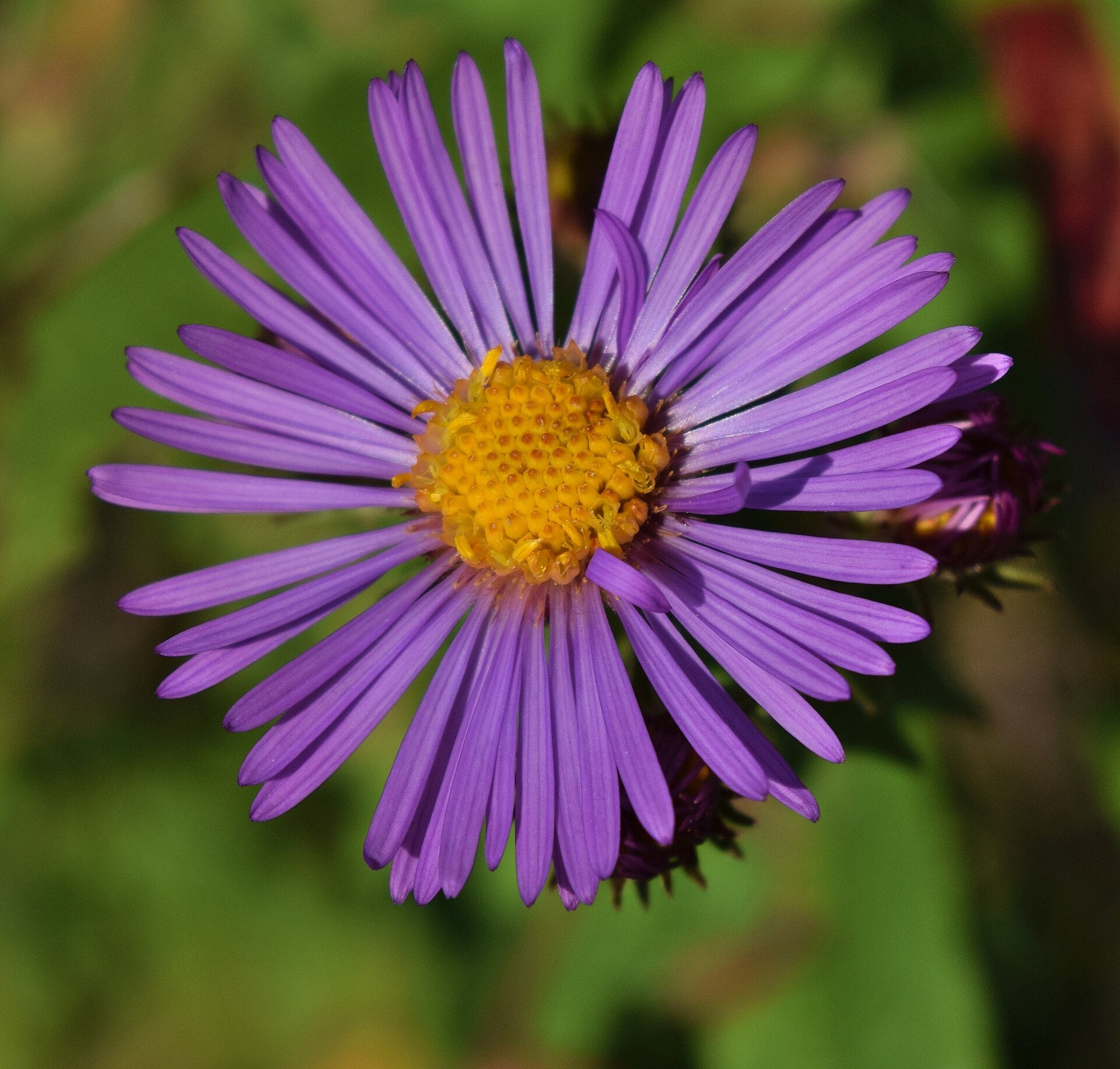 New England Aster — Wade Greens, Lineville Alabama