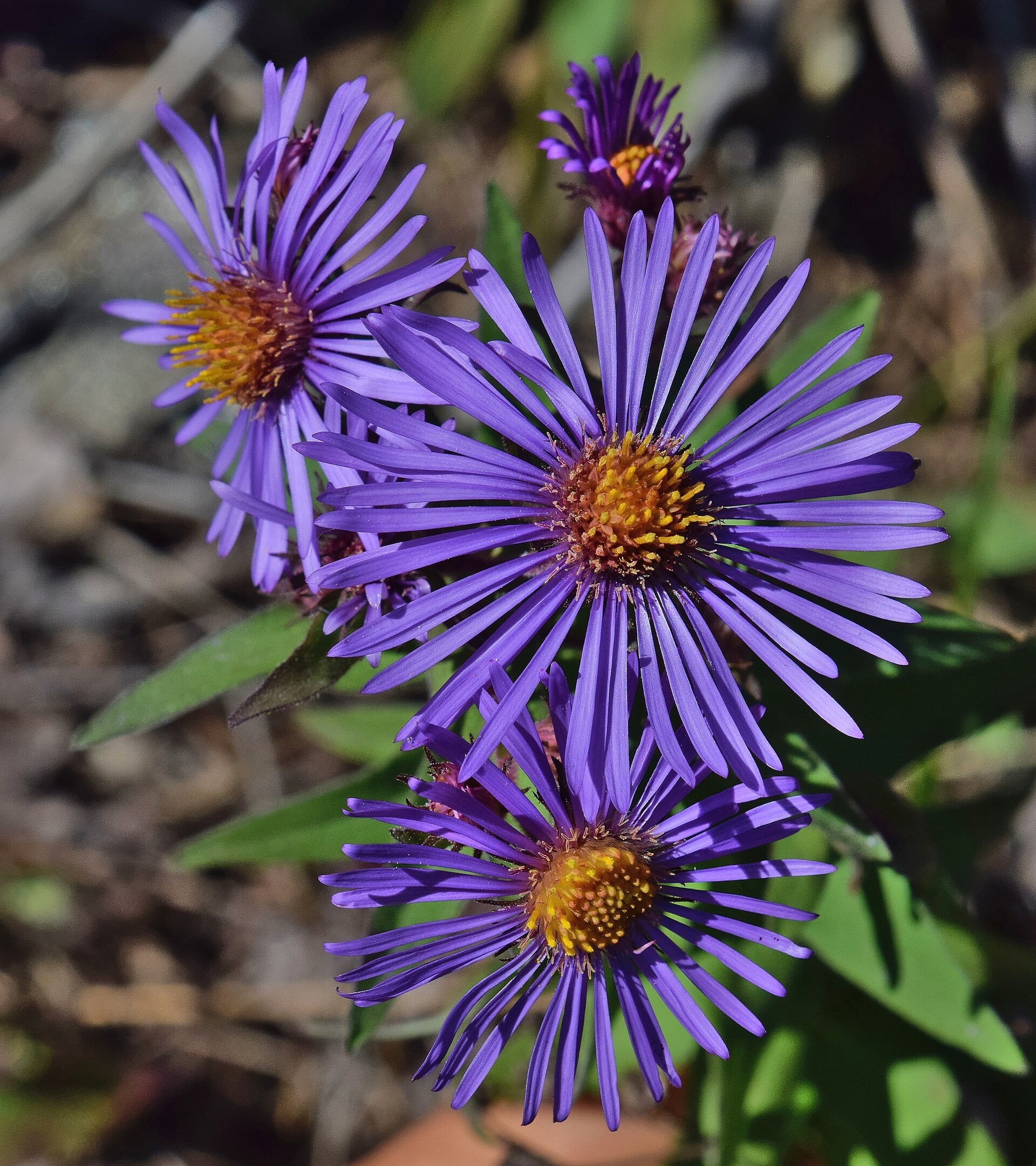 New England Aster — Wade Greens, Lineville Alabama