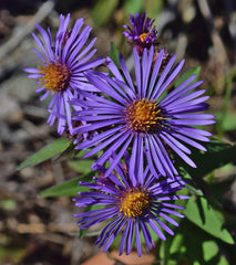 New England Aster — Wade Greens, Lineville Alabama