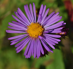 New England Aster — Wade Greens, Lineville Alabama