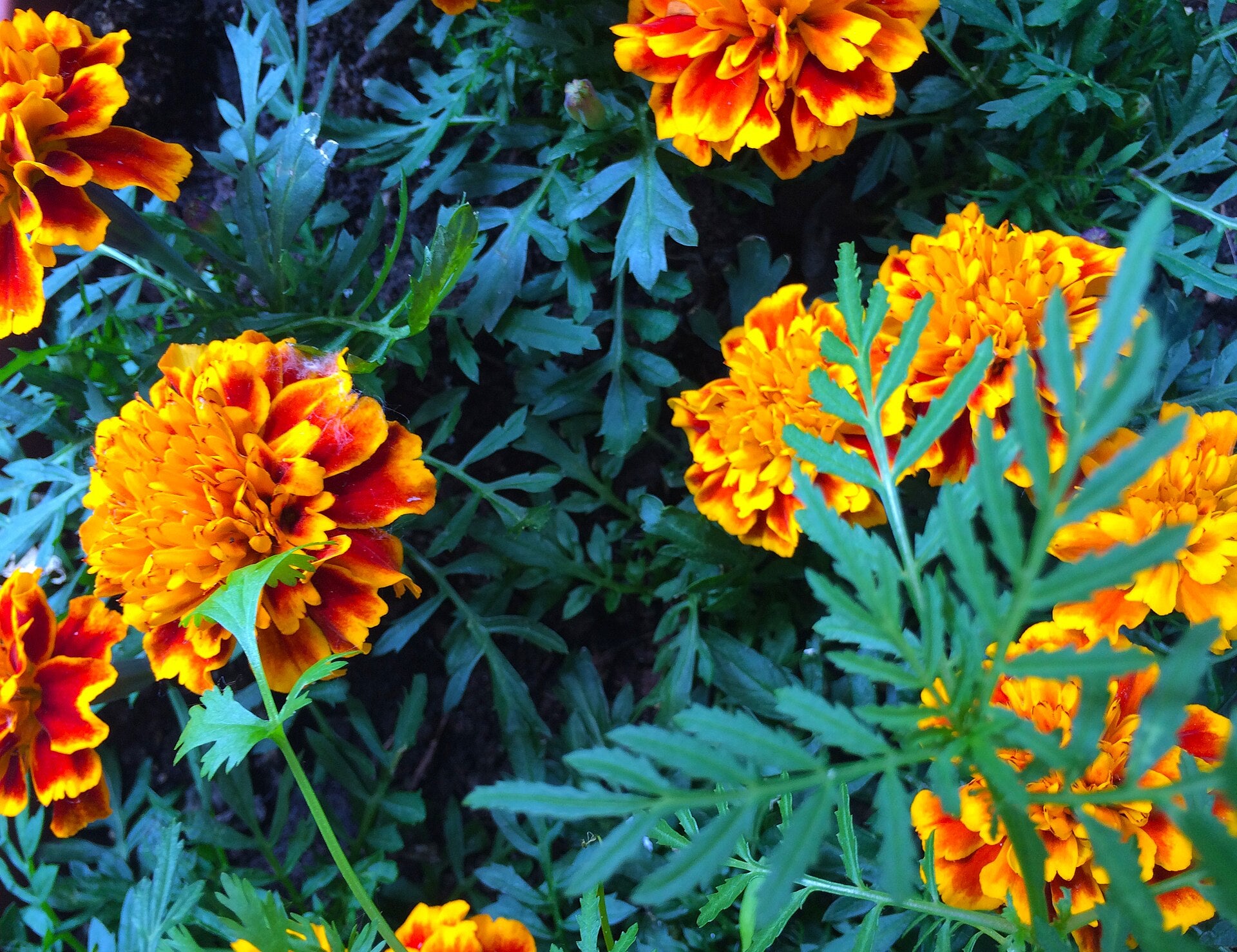 Marigold (Tagetes) — live plant from Wade Greens
