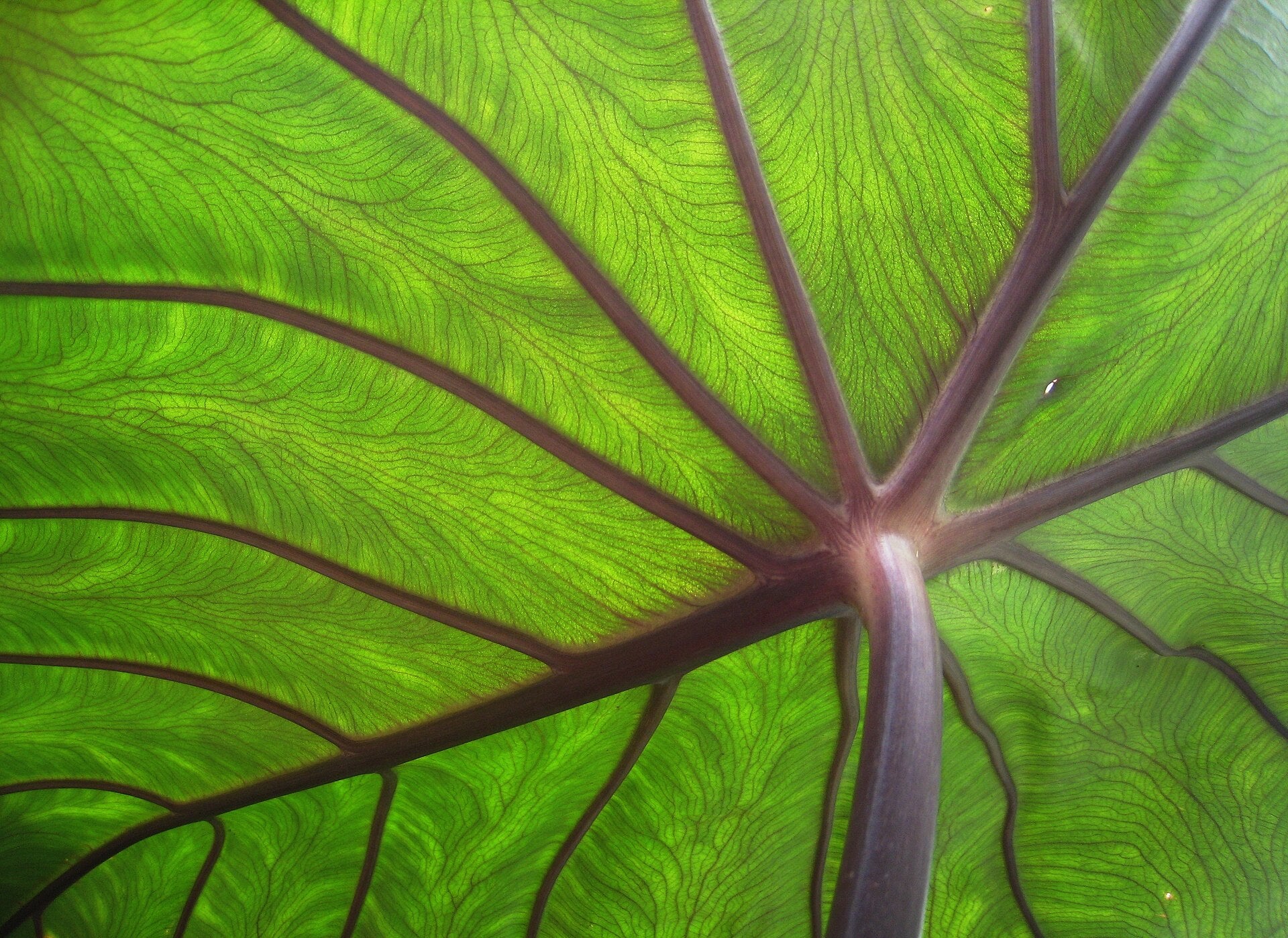 Elephant Ear Tuber - Wade Greens, Lineville Alabama
