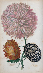 Carnations - Wade Greens, Lineville Alabama