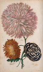 Carnations - Wade Greens, Lineville Alabama