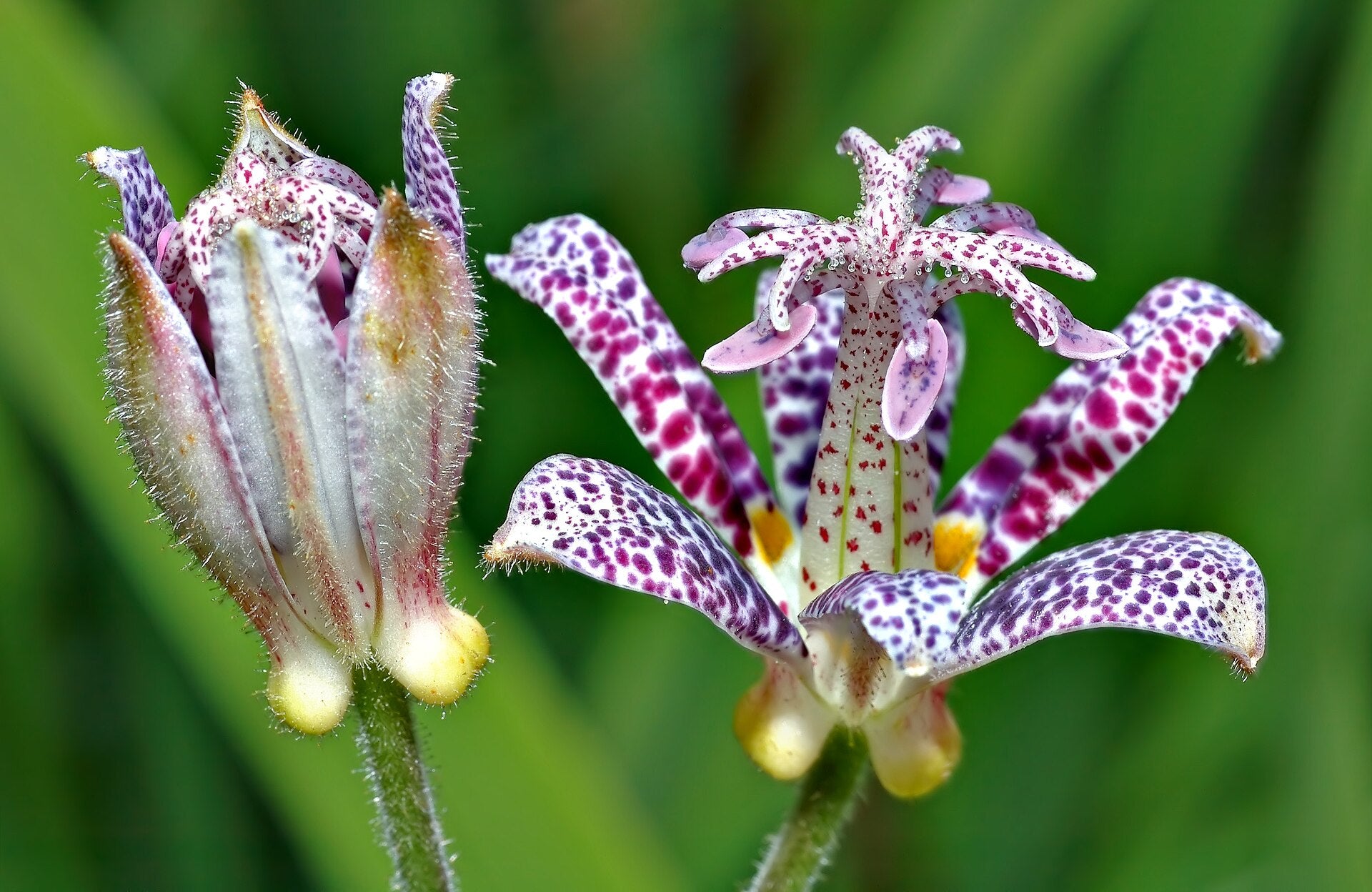 Toad Lily — Wade Greens, Lineville Alabama