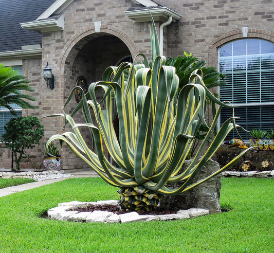 Agave - Wade Greens, Lineville Alabama