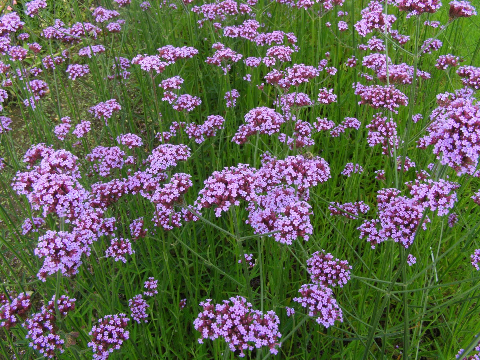 Verbena (Verbena) — live plant from Wade Greens