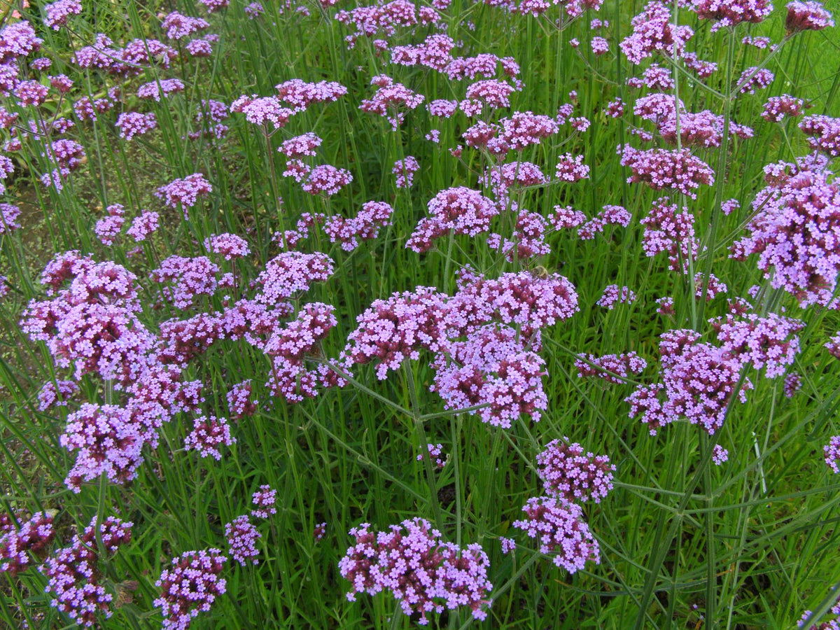 Verbena (Verbena) — live plant from Wade Greens