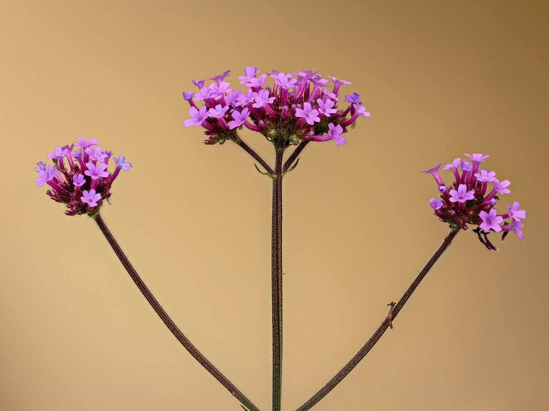 Verbena — Wade Greens, Lineville Alabama