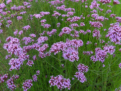 Verbena (Verbena) — live plant from Wade Greens