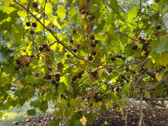 Muscadine Grape Vine Sapling — Wade Greens, Lineville Alabama