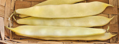 Bush Bean — Wade Greens, Lineville Alabama