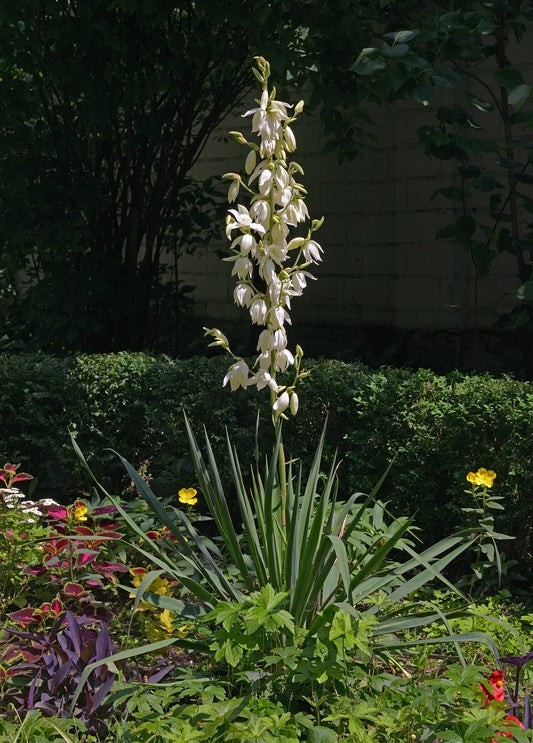 Yucca - Wade Greens, Lineville Alabama